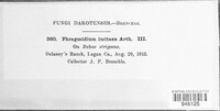 Phragmidium rubi-idaei image